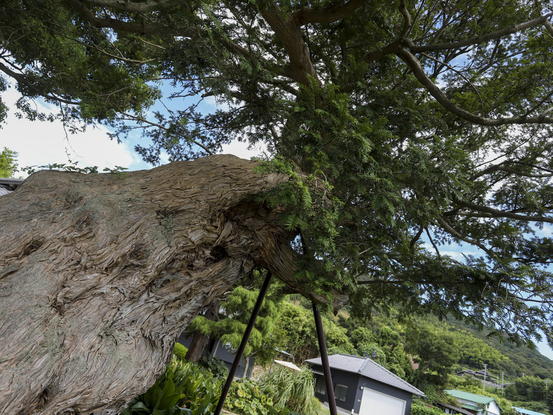 イチイ・クスノキ