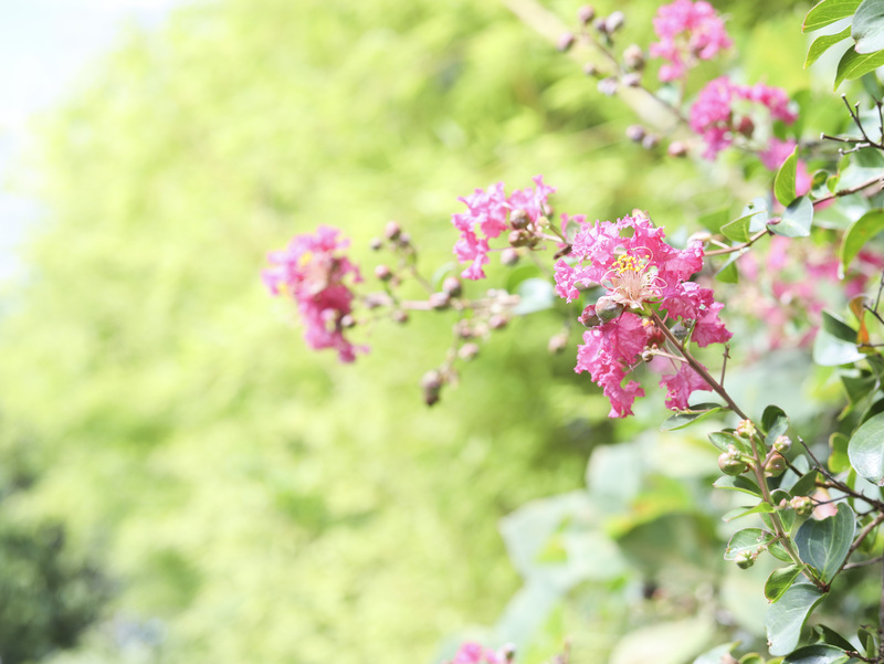 自然溢れる敷地